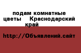 подам комнатные цветы  - Краснодарский край  »    